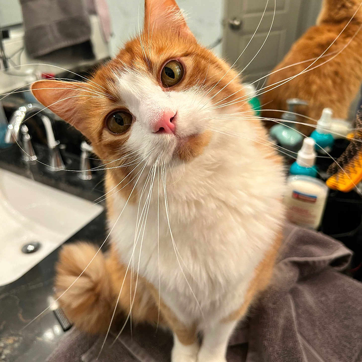 Squish is registered to the contest to win money with this photo: cat, orange_cat, white_cat, whiskers, bathroom, mirror, towel, sink, countertop, reflection, pet, curious, close_up, indoor, domestic_animal, fur, eyes, pink_nose, household, cleaning_products