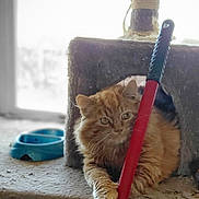 Tigger is registered to the contest to win money with this photo: cat, orange_cat, cat_tree, broomstick, paw, indoor, pet, feline, food_bowl, window, carpeted_surface, relaxed, animal, domestic_cat, furry, cute, resting, household_item, playful, pet_accessory