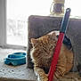 cat, orange_cat, cat_tree, broomstick, paw, indoor, pet, feline, food_bowl, window, carpeted_surface, relaxed, animal, domestic_cat, furry, cute, resting, household_item, playful, pet_accessory