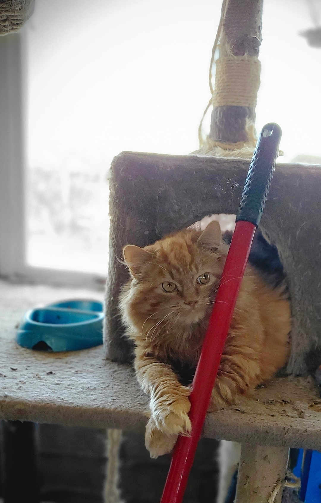Tigger