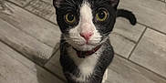Max is registered to the contest to win money with this photo: cat, tuxedo_cat, pet, indoor, floor, tile_floor, black_and_white, curious, looking_up, whiskers, ears, tail, collar, animal, feline, cute, domestic_cat, young_cat, alert, sitting