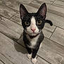 cat, tuxedo_cat, pet, indoor, floor, tile_floor, black_and_white, curious, looking_up, whiskers, ears, tail, collar, animal, feline, cute, domestic_cat, young_cat, alert, sitting