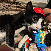 Max joined the competition — help win amazing prizes! cat, black_and_white, toy_car, red_hat, playing, pet, indoor, close_up, cute, kitten, whiskers, paw, plastic_toys, hand, blanket, feline, animal, fun, leisure, domestic