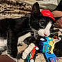 cat, black_and_white, toy_car, red_hat, playing, pet, indoor, close_up, cute, kitten, whiskers, paw, plastic_toys, hand, blanket, feline, animal, fun, leisure, domestic