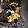 Max joined the competition — help win amazing prizes! cat, cats, black_and_white_cat, ginger_cat, sleeping, couch, blanket, comic_book, spider_man, indoor, pet, feline, relaxing, fur, yellow_eyes, cozy, living_room, animal, resting, domestic_animal