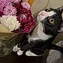 Max is registered to the contest to win money with this photo: cat, tuxedo_cat, flowers, bouquet, pink_flowers, purple_flowers, white_flowers, vase, indoor, curious, yellow_eyes, pet, animal, table, wall, feline, sniffing, plant, domestic_cat, house