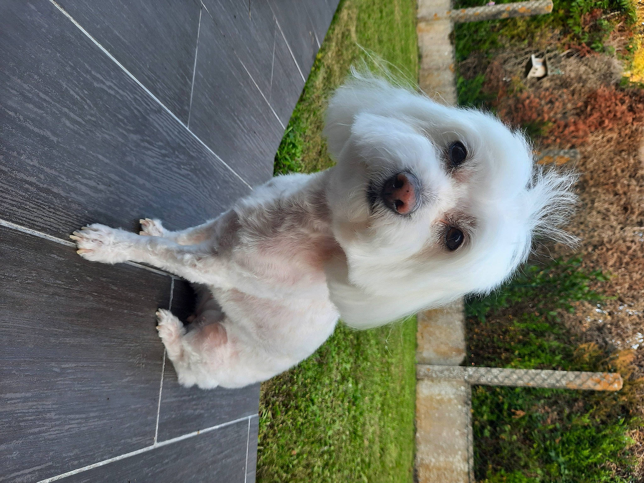 Iris participe au concours pour gagner de l'argent avec cette photo : canidae, carnivore, collar, companion_dog, dog, dog_breed, fawn, fur, grass, non_sporting_group, plant, snout, sporting_group, tail, terrestrial_animal