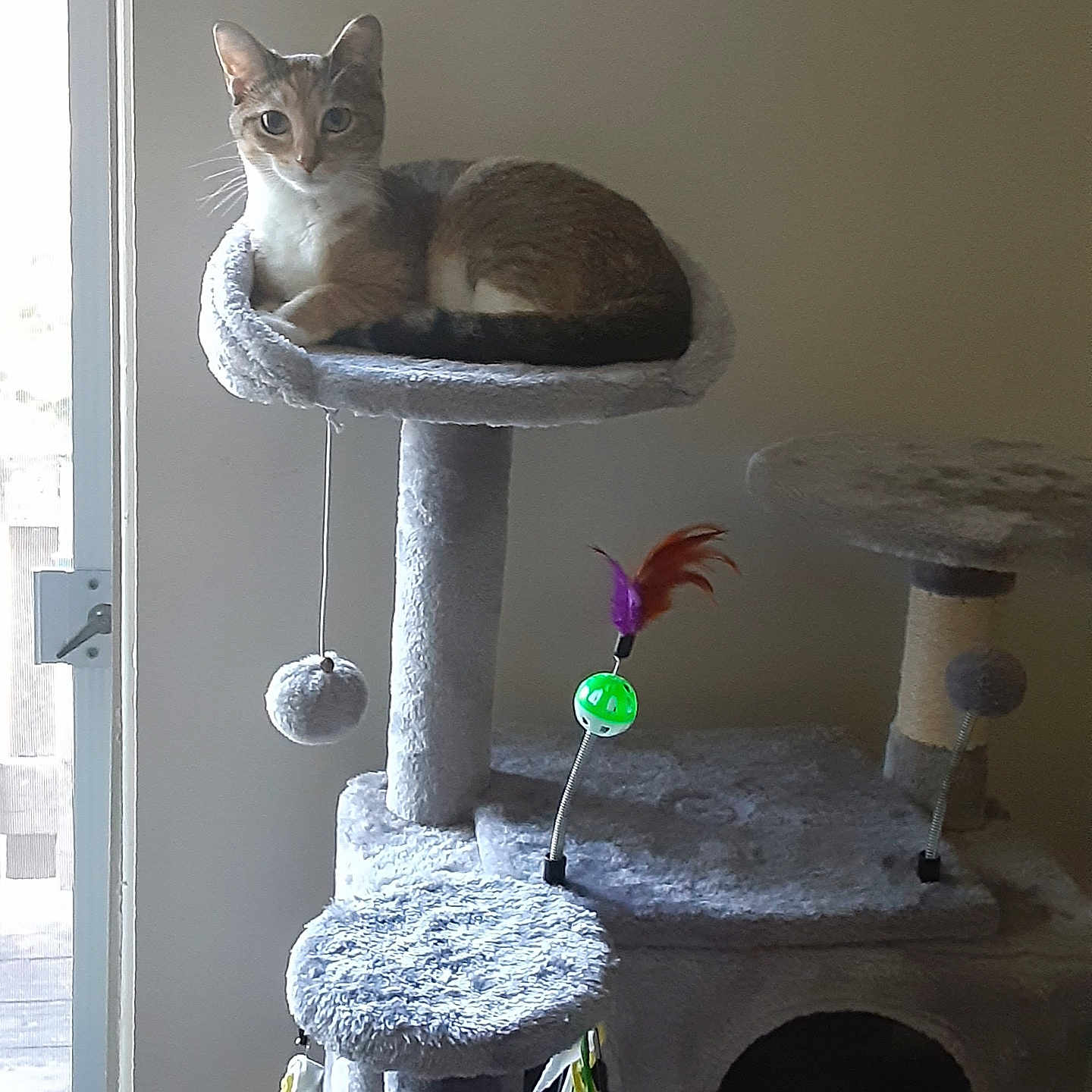 Buttercup is registered to the contest to win money with this photo: abyssinian, animal, architecture, blackcat, building, cat, closet, cupboard, fireplace, furniture, homedecor, indoors, kitten, linen, manx, nature, outdoors, pet, slate, snow