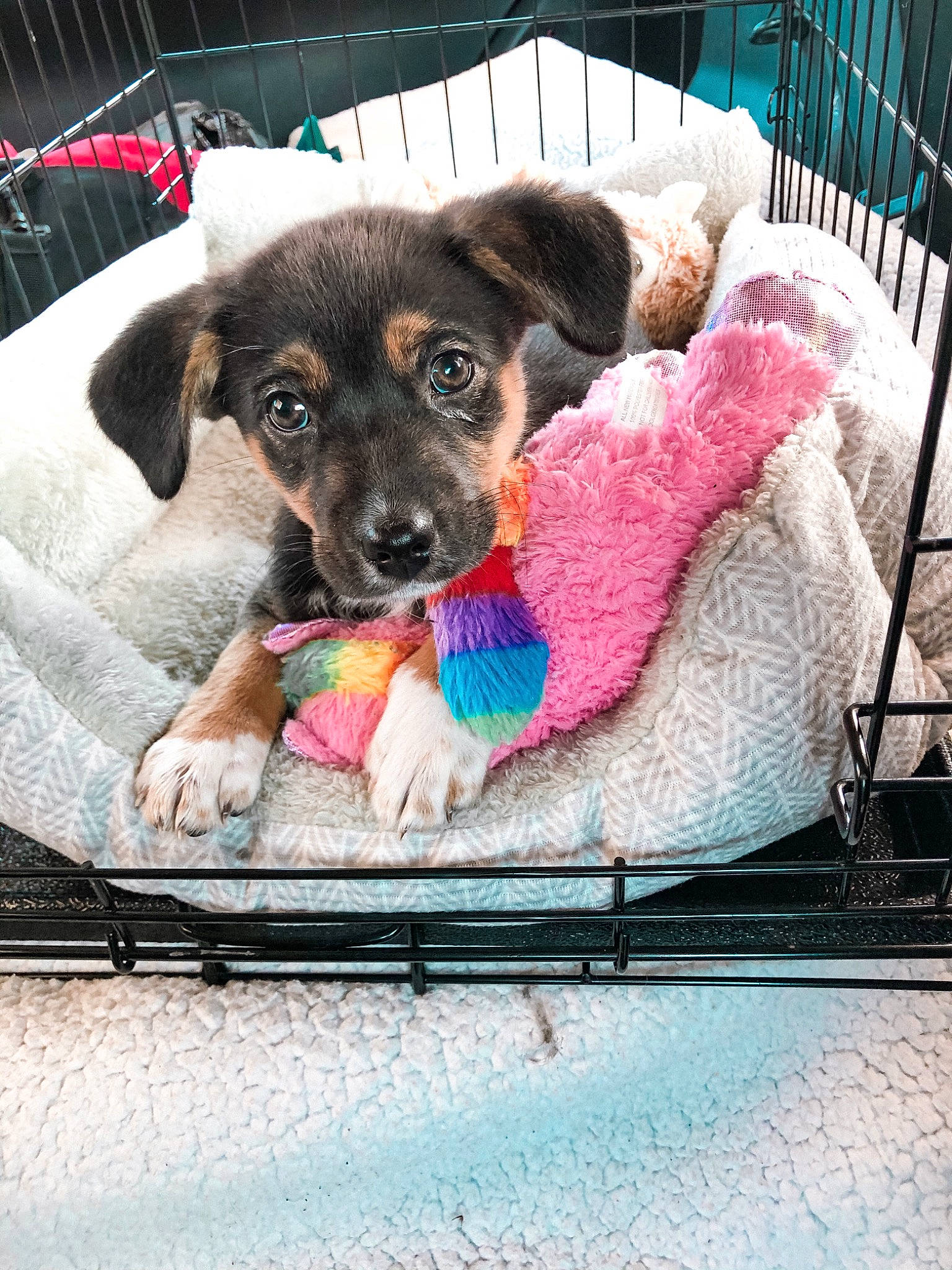 Hazel is registered to the contest to win money with this photo: animal_shelter, canidae, carnivore, companion_dog, dachshund, dog, dog_breed, feist, potcake_dog, puppy, sporting_group, street_dog, vehicle