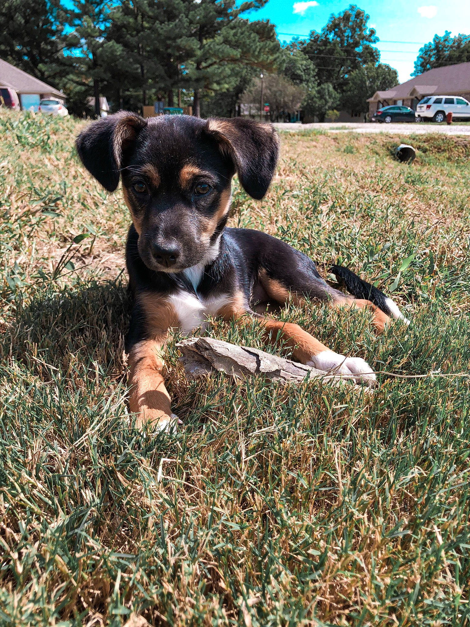 Hazel joined the competition — help win amazing prizes! adventure, black_and_tan_terrier, canidae, carnivore, dog, dog_breed, german_pinscher, grass, huntaway, hunting_dog, louisiana_catahoula_leopard_dog, mammal, miniature_pinscher, plant, puppy, sporting_group, vertebrate
