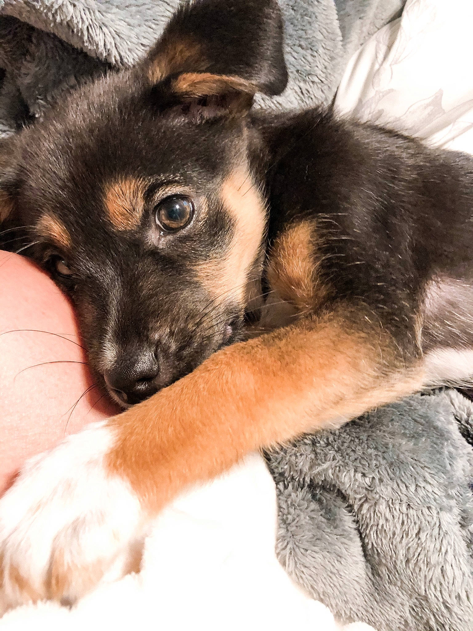 Hazel is registered to the contest to win money with this photo: canidae, carnivore, dog, dog_breed, ear, eye, fur, mammal, norwegian_elkhound, nose, puppy, skin, snout, vertebrate, whiskers