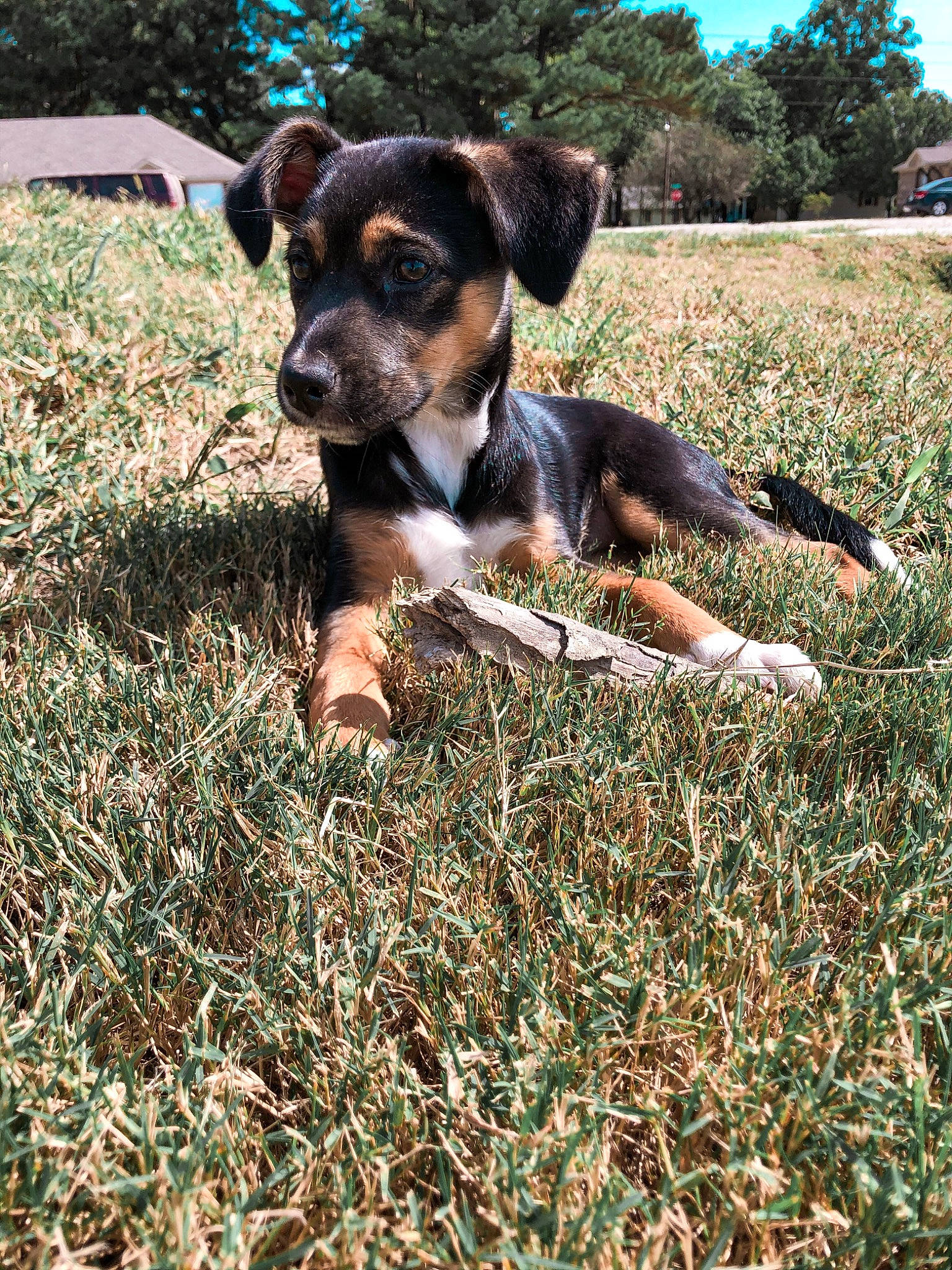 Hazel is registered to the contest to win money with this photo: black_and_tan_terrier, canidae, carnivore, dog, dog_breed, grass, huntaway, hunting_dog, mammal, puppy, rare_breed_dog, snout, sporting_group, vertebrate