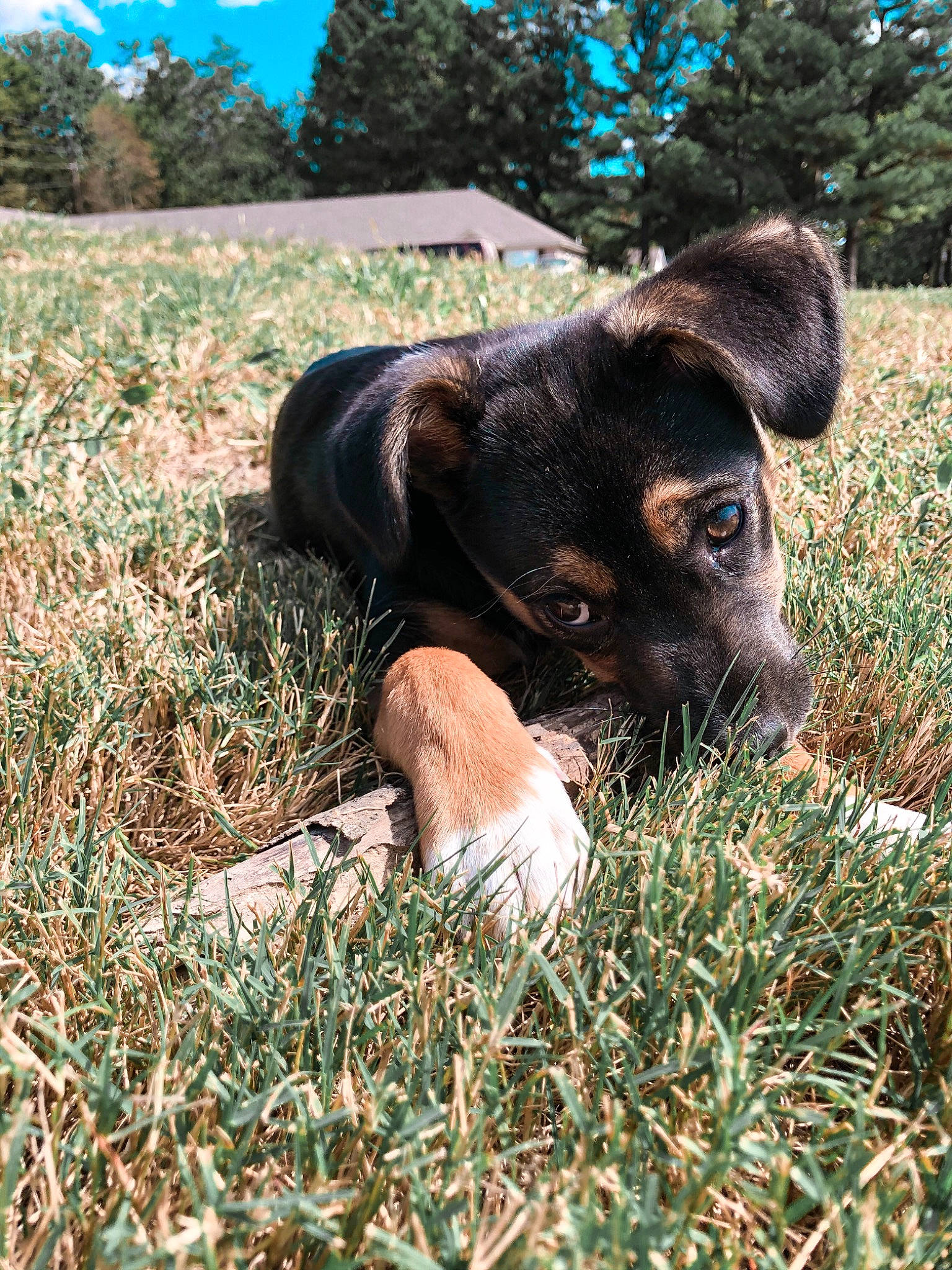 Hazel is registered to the contest to win money with this photo: canidae, carnivore, dog, dog_breed, fawn, grass, plant, snout, sporting_group, working_animal