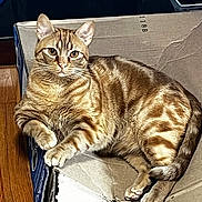 Lil Man joined the competition — help win amazing prizes! animal, cardboard_box, cat, cozy, curious, domestic_cat, ears, feline, fur, indoor, looking_at_camera, paws, pet, relaxing, resting, striped, tabby_cat, tail, whiskers, wooden_floor