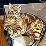 animal, cardboard_box, cat, cozy, curious, domestic_cat, ears, feline, fur, indoor, looking_at_camera, paws, pet, relaxing, resting, striped, tabby_cat, tail, whiskers, wooden_floor