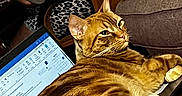 Lil Man joined the competition — help win amazing prizes! blanket, cat, chair, computer, couch, cozy, domestic, furniture, gray_shirt, home_office, indoor, keyboard, laptop, orange_tabby, patterned_shorts, person, pet, relaxing, screen, technology