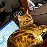 blanket, cat, chair, computer, couch, cozy, domestic, furniture, gray_shirt, home_office, indoor, keyboard, laptop, orange_tabby, patterned_shorts, person, pet, relaxing, screen, technology