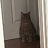 Lil Man is registered to the contest to win money with this photo: animal, calm, cat, curious, door, doorframe, feline, flooring, ginger_cat, home, house, indoor, pet, quiet, shadow, sitting, still, tabby, wall, wood_floor