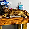 Lil Man is registered to the contest to win money with this photo: beverage_pack, cat, cozy, disposable_gloves, domestic_animal, fur, furniture, hand_sanitizer, household_items, indoor, orange_fur, orange_tabby, paw, pet, relaxed, resting, root_beer, sprawled, table_top, wooden_table