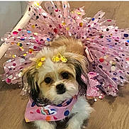 Estrellita joined the competition — help win amazing prizes! adorable, animal, bandana, costume, cute, decorated, dog, domestic_animal, fur, indoor, looking, pet, pink_tutu, playful, portrait, sitting, small_dog, tutu, wooden_floor, yellow_hair_clips