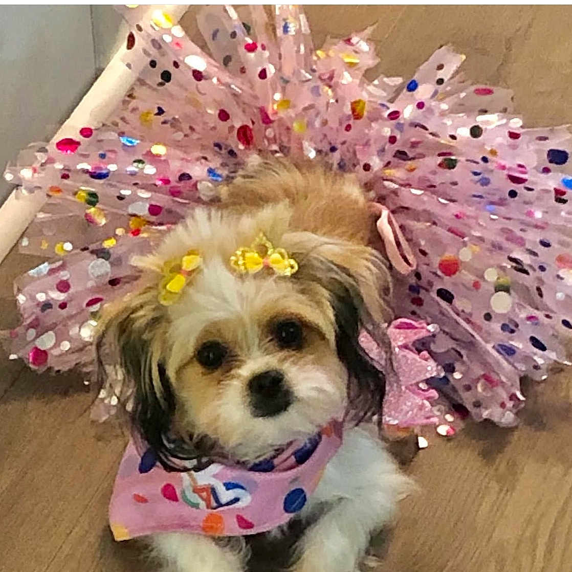 Estrellita