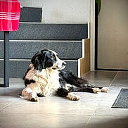 Orcade a rejoint le concours — aidez-le/la à gagner de superbes lots ! dog, black_and_white, lying_down, indoor, staircase, table, red_cloth, floor, tile, door, light, shadow, resting, pet, animal, furniture, home, quiet, calm, relaxed
