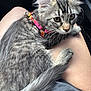 animal, cat, closeup, collar, curious, cute, domestic, fur, gray, indoor, kitten, lap, legs, person, pet, resting, soft, striped, tabby, whiskers
