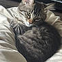 animal, blanket, cat, closeup, cozy, curled_up, cute, ears, feline, fur, indoor, kitten, pet, relaxed, resting, sleepy, soft, tabby, whiskers, young