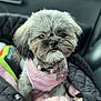 Mochi joined the competition — help win amazing prizes! adorable, animal, blanket, car_interior, closeup, companion, cozy, cute, dog, fluffy, fur, indoor, pet, pet_accessory, pink_harness, portrait, quilted_carrier, seat, small_dog, transport