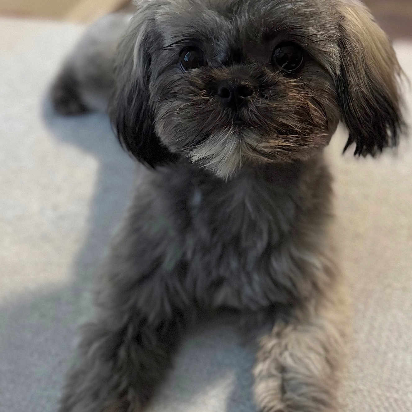 Mochi