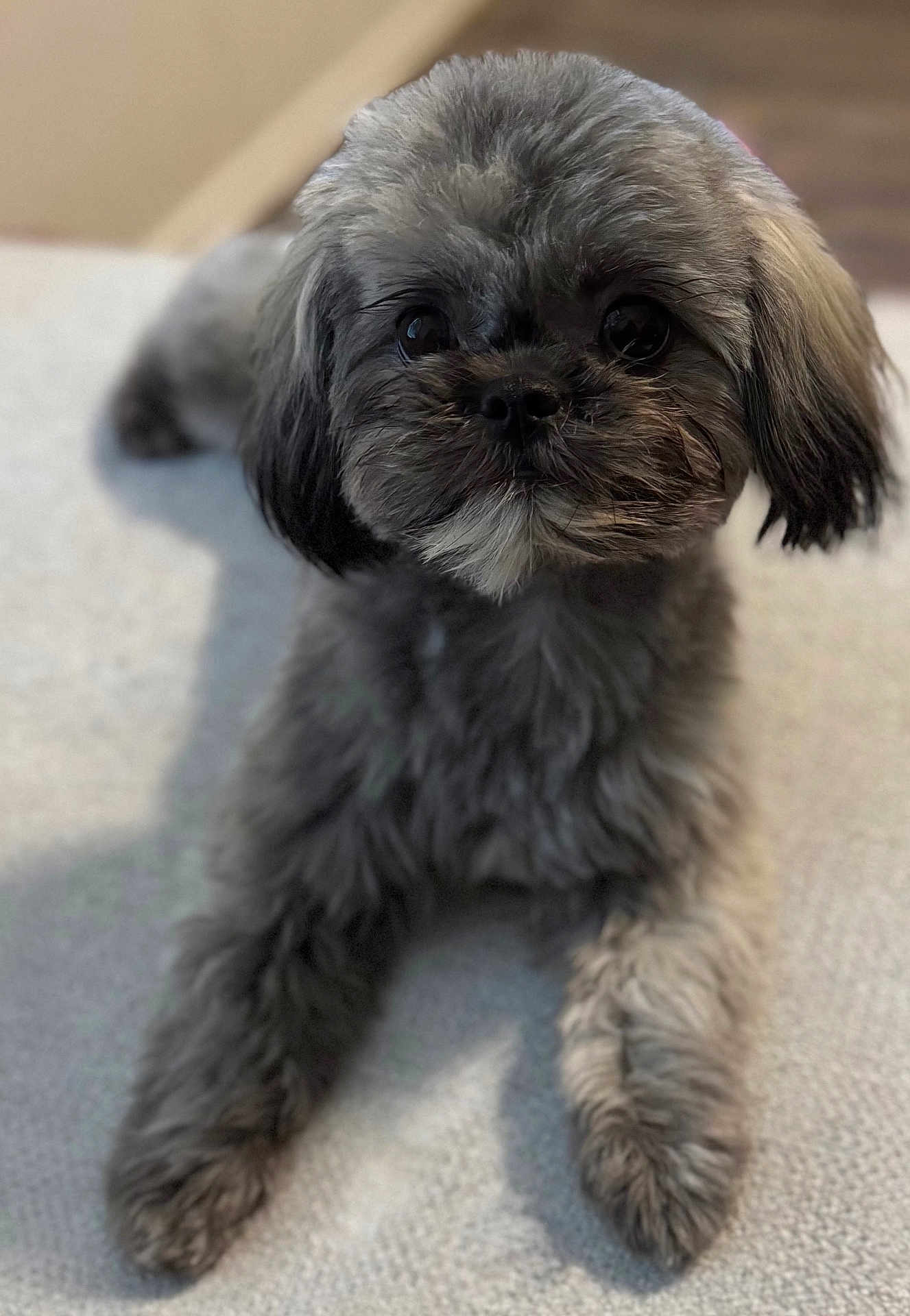 Mochi