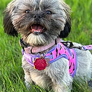 Mochi is registered to the contest to win money with this photo: animal, canine, collar, cute, dog, fluffy, friendly, grass, happy, harness, leash, nature, outdoor, pet, pink, playful, purple, small_dog, smiling, tag