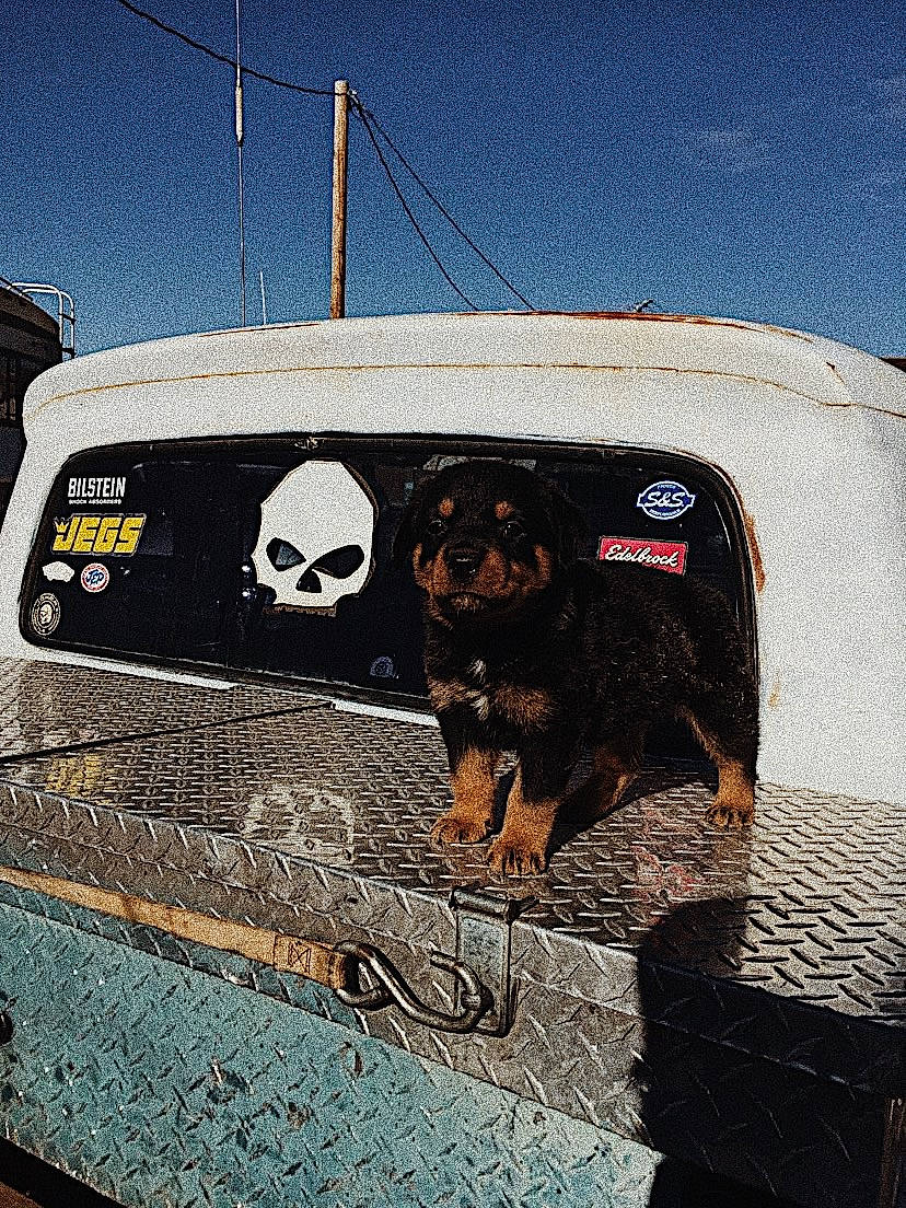 Chop joined the competition — help win amazing prizes! asphalt, automotive_exterior, automotive_lighting, automotive_tire, automotive_wheel_system, bumper, car, carnivore, fender, gas, grille, hood, motor_vehicle, road_surface, sky, snout, tints_and_shades, vehicle_door, windscreen_wiper, windshield