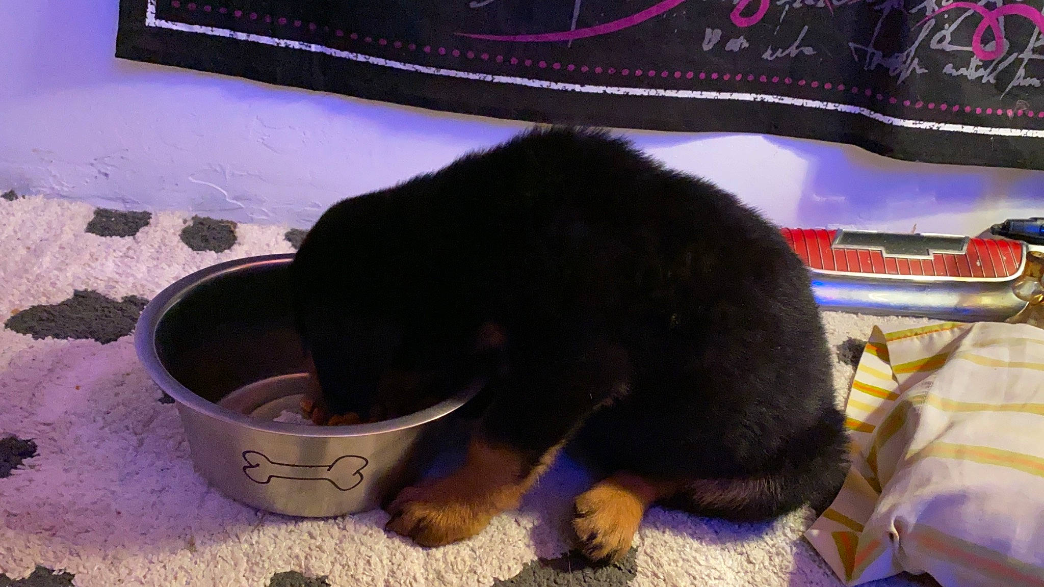 Chop is registered to the contest to win money with this photo: animal_feed, black_cat, canidae, carnivore, cat_supply, claw, companion_dog, dog_breed, domestic_short_haired_cat, felidae, fur, pet_supply, rodent, small_animal_food, small_to_medium_sized_cats, snout, sporting_group, tail, terrestrial_animal, whiskers