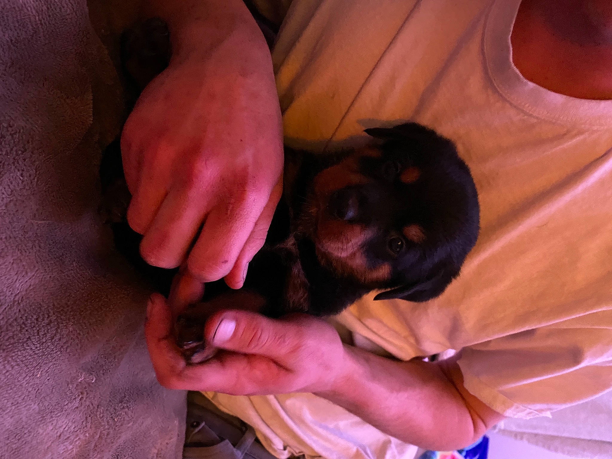 Chop is registered to the contest to win money with this photo: canidae, carnivore, comfort, companion_dog, dog, dog_breed, ear, fawn, felidae, finger, gesture, hand, magenta, nail, paw, snout, sporting_group, thumb, toy_dog, wrist