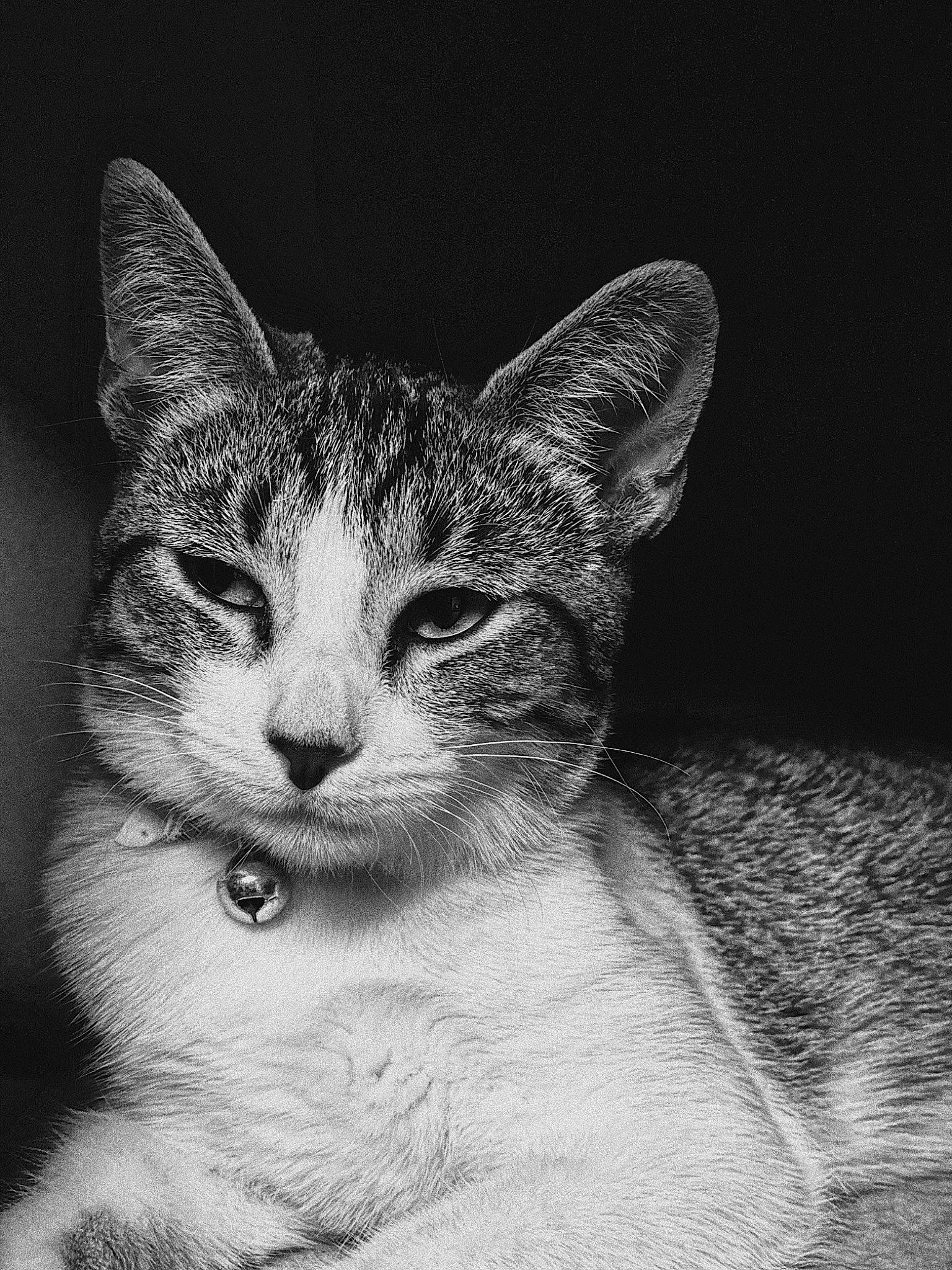 Differs joined the competition — help win amazing prizes! aegean_cat, american_wirehair, asian, black_and_white, carnivore, cat, domestic_short_haired_cat, european_shorthair, eye, felidae, german_rex, mammal, monochrome, monochrome_photography, nose, photography, small_to_medium_sized_cats, snout, tabby_cat, whiskers