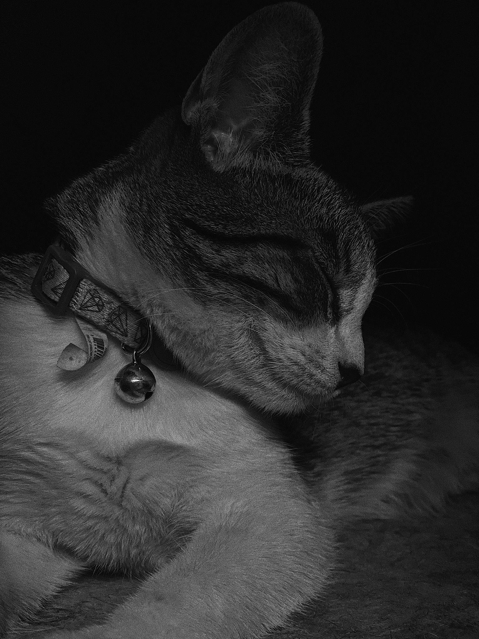 Differs is registered to the contest to win money with this photo: black, black_and_white, carnivore, cat, ear, felidae, monochrome, photography, small_to_medium_sized_cats, snout, whiskers