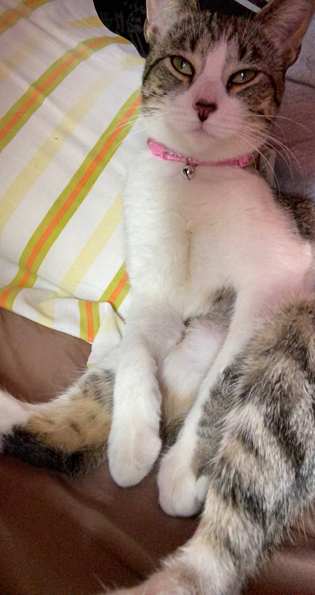 Differs is registered to the contest to win money with this photo: aegean_cat, american_curl, american_wirehair, asian, carnivore, cat, claw, domestic_short_haired_cat, european_shorthair, fawn, felidae, fur, kitten, mammal, paw, polydactyl_cat, scottish_fold, small_to_medium_sized_cats, tail, whiskers