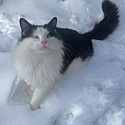 Oreo is registered to the contest to win money with this photo: black_and_white, cat, close_up, cute, ears, feline, fluffy, long_fur, looking_up, nature, outdoor, paws, pet, pink_nose, portrait, sitting, snow, tail, whiskers, winter