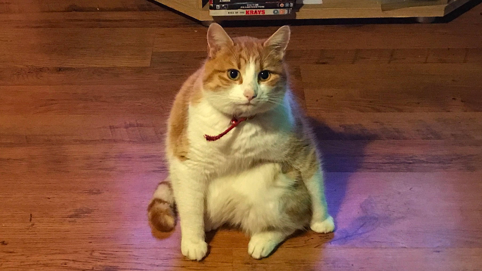 Dexter is registered to the contest to win money with this photo: carnivore, cat, domestic_short_haired_cat, fawn, felidae, floor, flooring, fur, hardwood, paw, plank, small_to_medium_sized_cats, snout, tail, varnish, whiskers, window, wood, wood_flooring, wood_stain