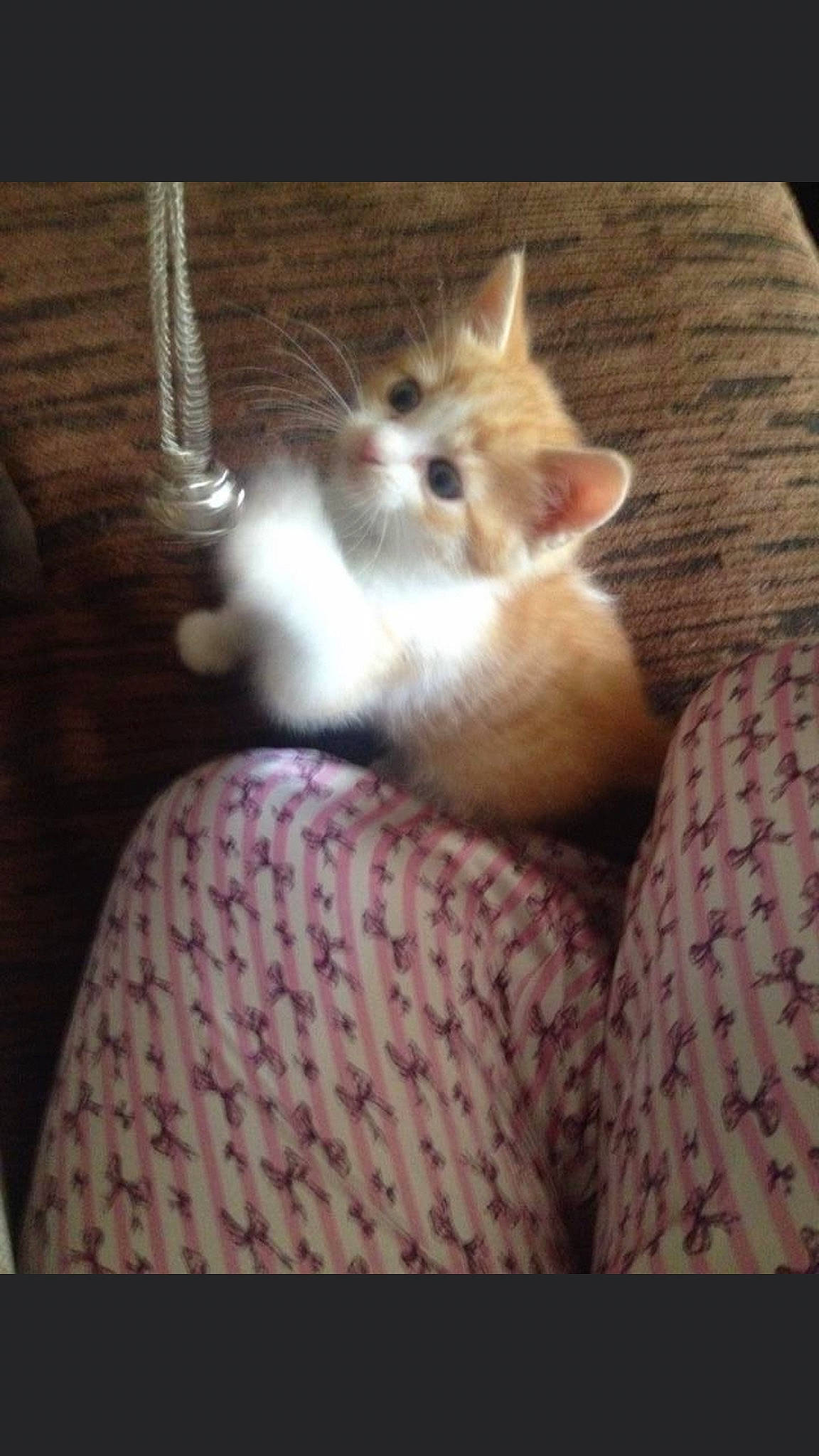 Dexter joined the competition — help win amazing prizes! canidae, carnivore, cat, claw, comfort, companion_dog, dog_breed, domestic_short_haired_cat, fawn, felidae, fur, hardwood, human_leg, mammal, paw, small_to_medium_sized_cats, snout, tail, whiskers, wood