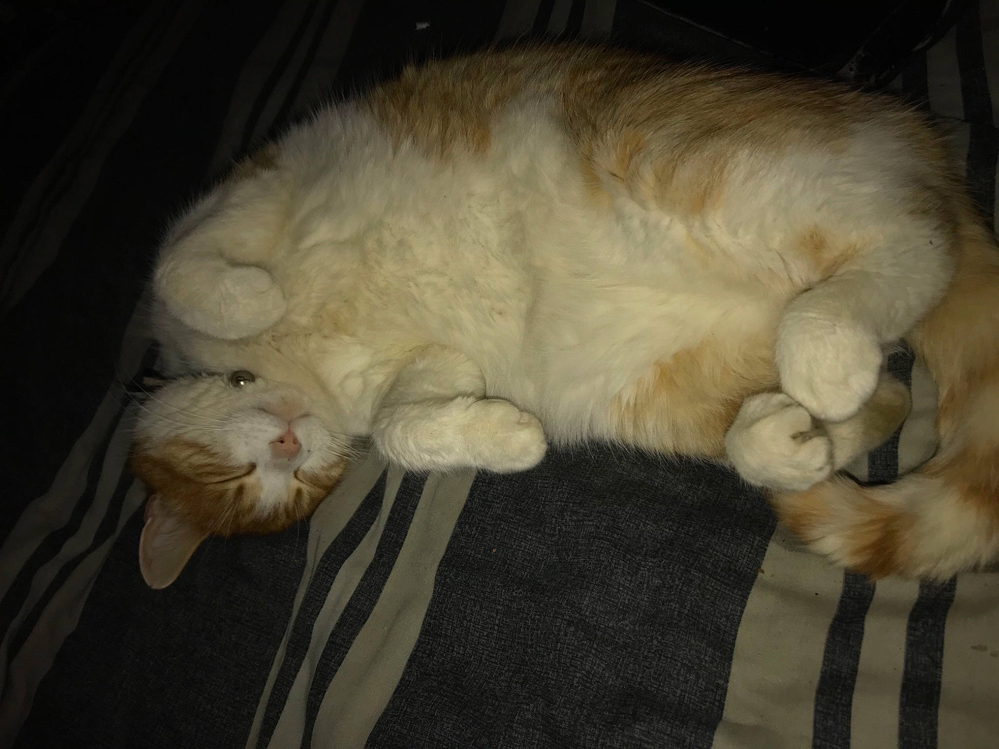 Dexter joined the competition — help win amazing prizes! bed, canidae, carnivore, cat, cat_bed, claw, comfort, companion_dog, dog_breed, domestic_short_haired_cat, ear, fawn, felidae, fur, nap, paw, small_to_medium_sized_cats, snout, tail, whiskers