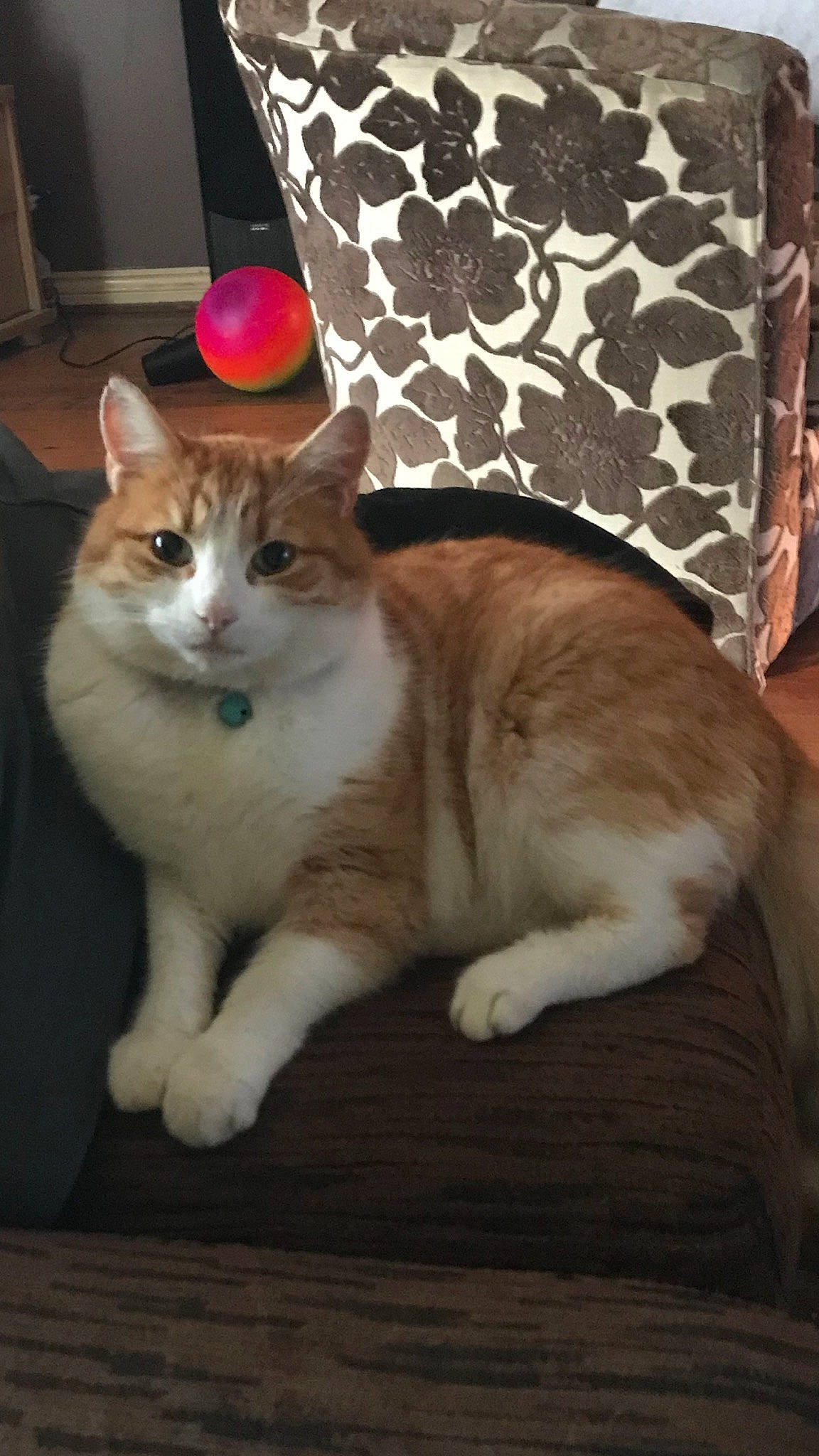 Dexter joined the competition — help win amazing prizes! carnivore, cat, comfort, couch, domestic_short_haired_cat, fawn, felidae, flooring, fur, hardwood, houseplant, lamp, paw, room, sitting, small_to_medium_sized_cats, tail, whiskers, window, wood