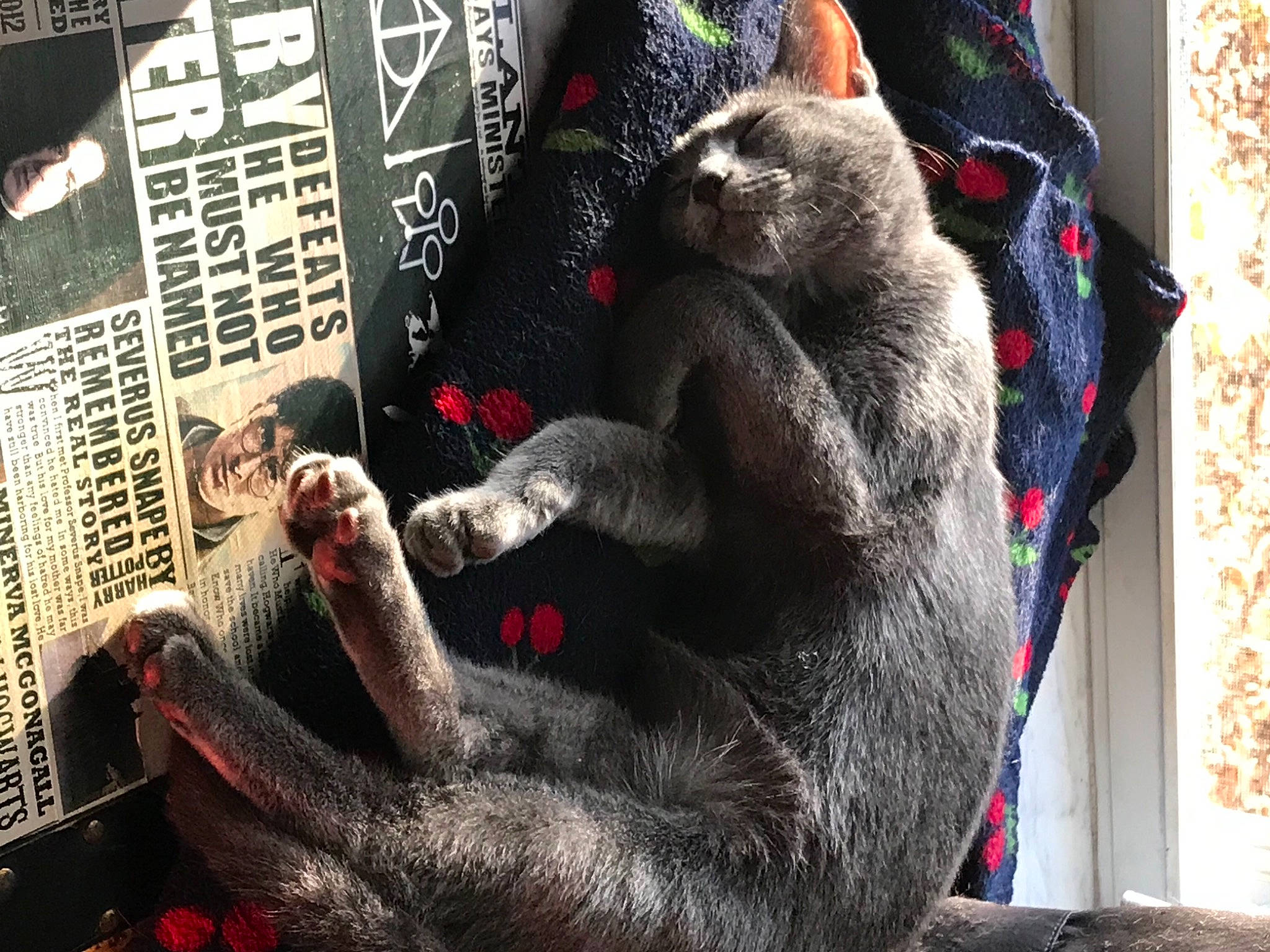 Freya is registered to the contest to win money with this photo: carmine, claw, comfort, common_chimpanzee, felidae, flesh, fur, gesture, grey, natural_material, paw, primate, publication, snapshot, snout, terrestrial_animal, vertebrate, wildlife