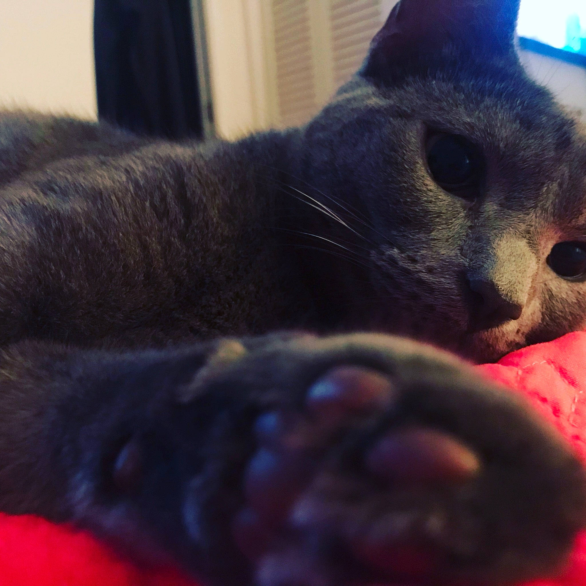 Freya joined the competition — help win amazing prizes! black_cat, canidae, carnivore, cat, close_up, cloud, comfort, dog_breed, domestic_short_haired_cat, ear, felidae, fur, grey, human_leg, paw, sky, small_to_medium_sized_cats, snout, tail, whiskers