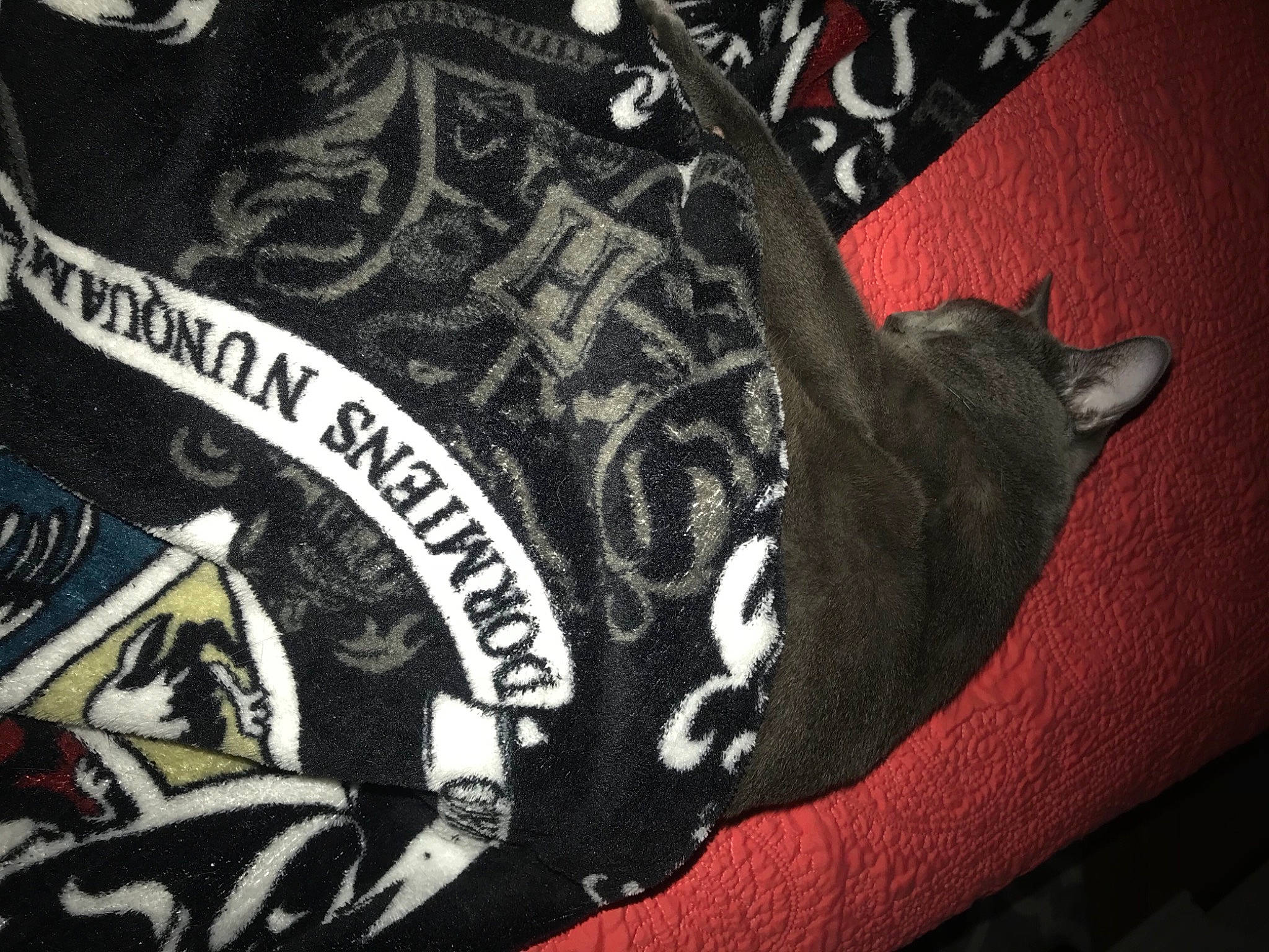 Freya is registered to the contest to win money with this photo: bag, brand, cap, carmine, circle, fashion_accessory, font, logo, metal, pattern, personal_protective_equipment, sleeve, sportswear, symbol, t_shirt, top, visual_arts, wrist