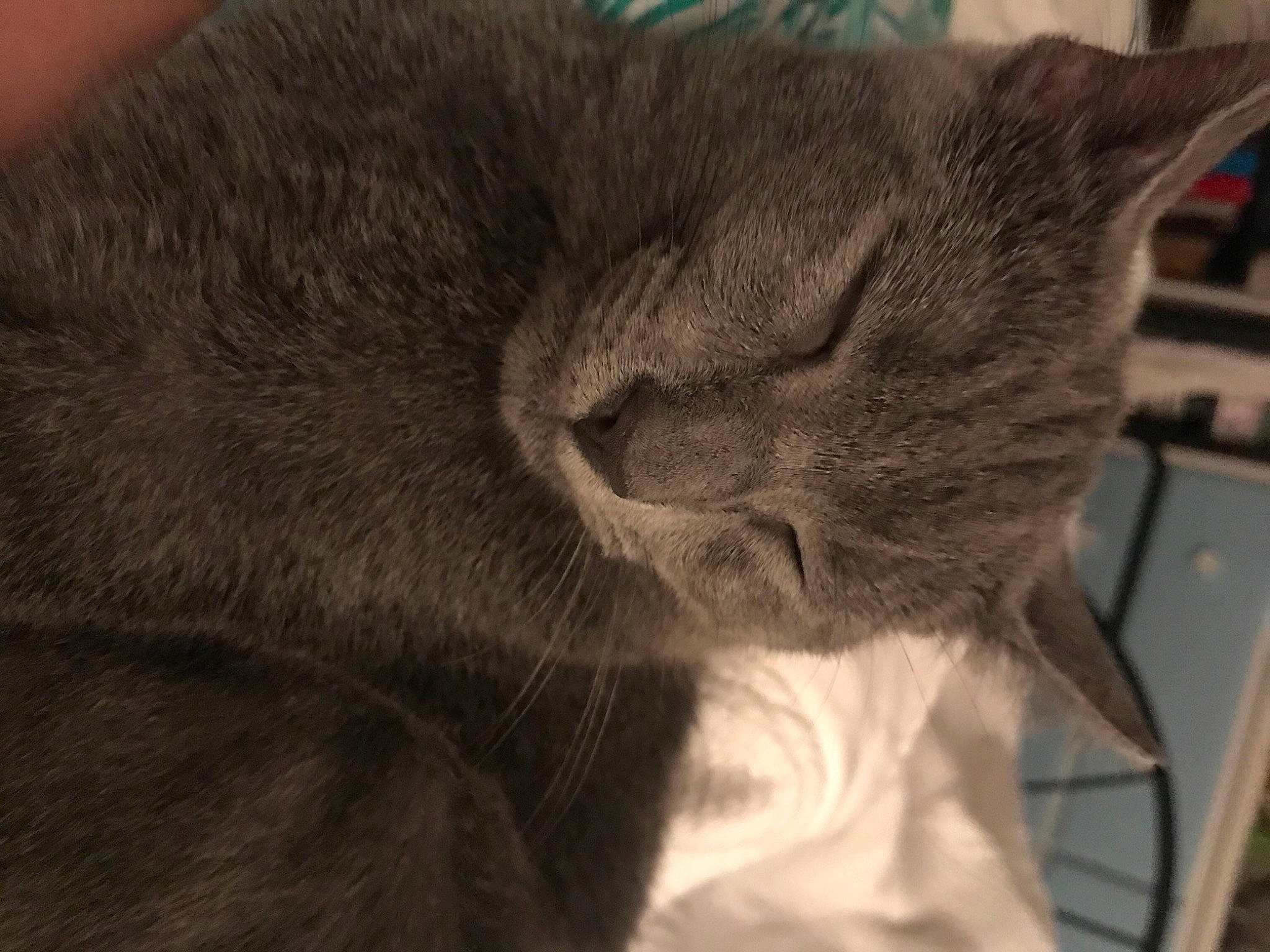 Freya joined the competition — help win amazing prizes! carnivore, cat, chartreux, claw, comfort, domestic_short_haired_cat, ear, felidae, fur, grey, nap, paw, small_to_medium_sized_cats, snout, tail, terrestrial_animal, whiskers