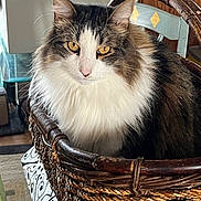 Teddy is registered to the contest to win money with this photo: angora, animal, basket, cat, fun, hardwood, kitten, leisureactivities, manx, pet, picnic, picnicbasket, stainedwood, wood