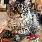 Tobius is registered to the contest to win money with this photo: animal, cat, closeup, cozy, curious_eyes, ears, feline, fluffy, fur, gift_box, gray, holiday, home, indoor, pet, portrait, present, relaxed, tabby, whiskers