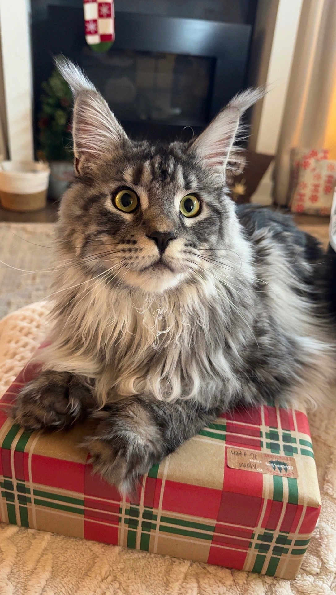 Tobius is registered to the contest to win money with this photo: animal, cat, closeup, cozy, curious_eyes, ears, feline, fluffy, fur, gift_box, gray, holiday, home, indoor, pet, portrait, present, relaxed, tabby, whiskers